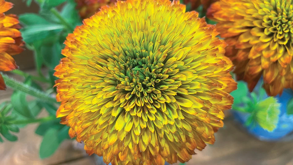 A yellow and orange rudbeckia flower in bloom.