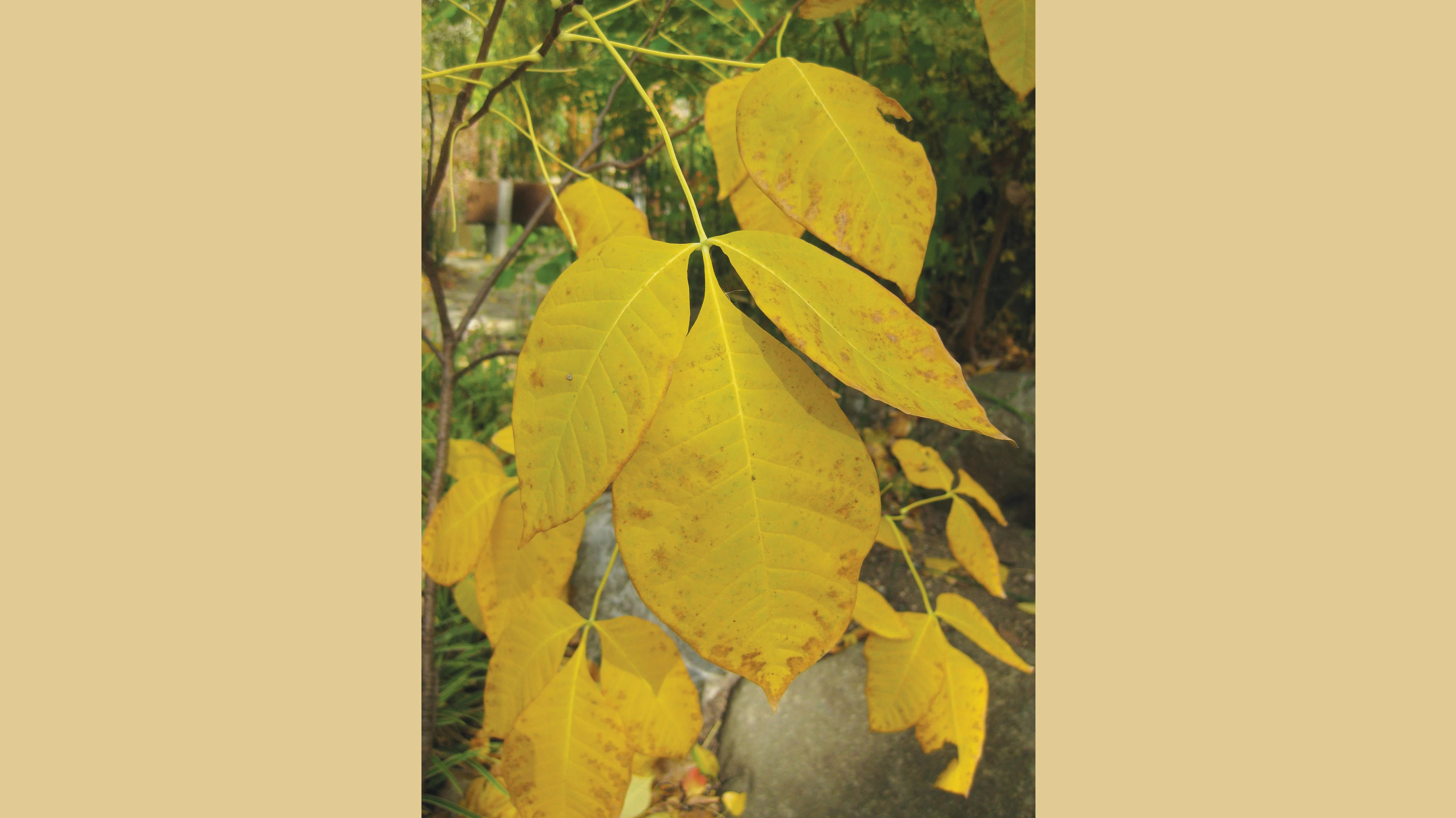 Yellow leaves growing on a tree.
