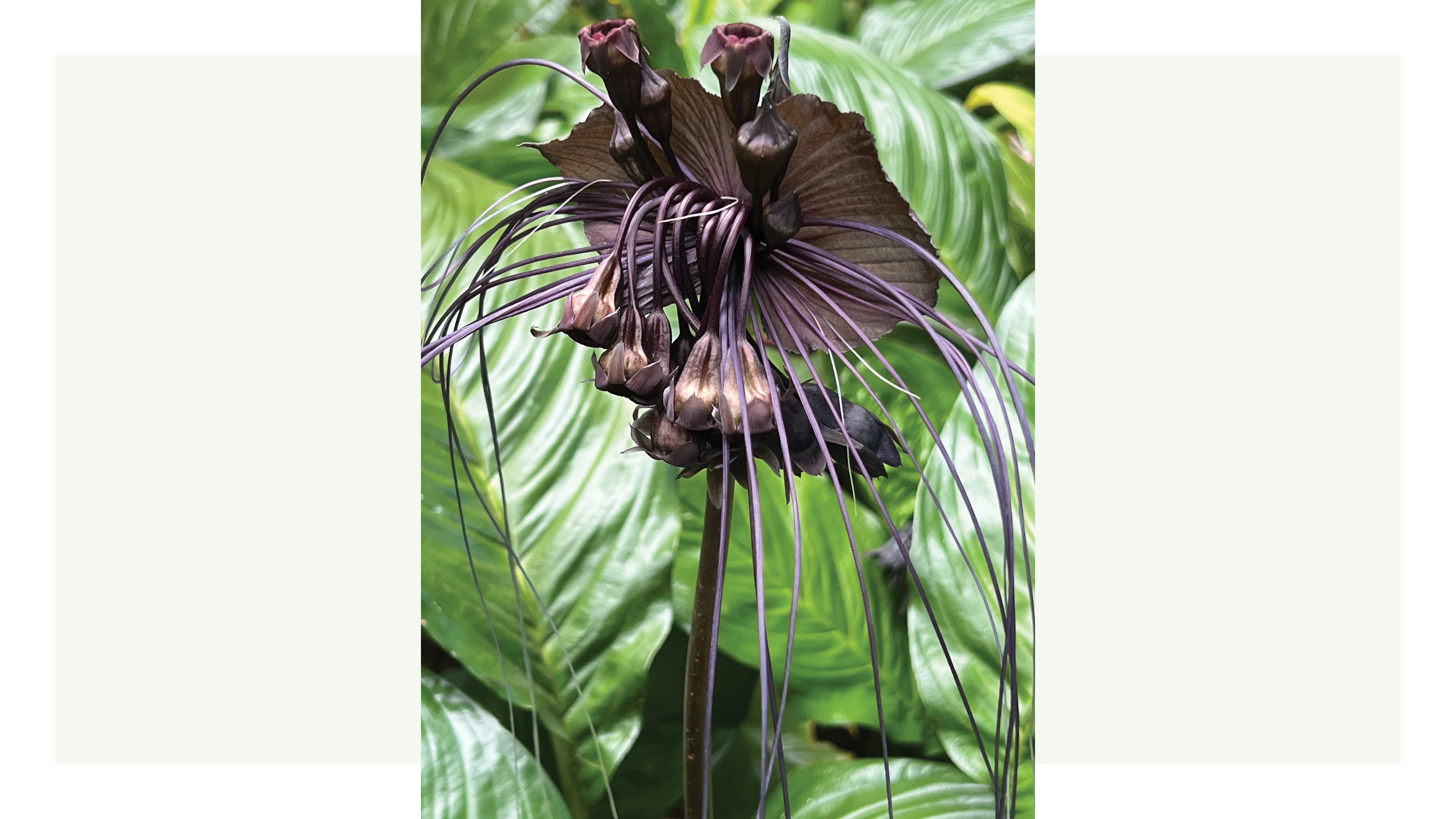 A black flower blooming from green leaves.