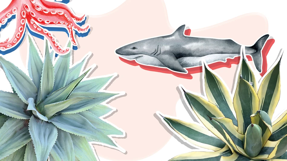 A graphic of two plants, a kraken and great white shark.