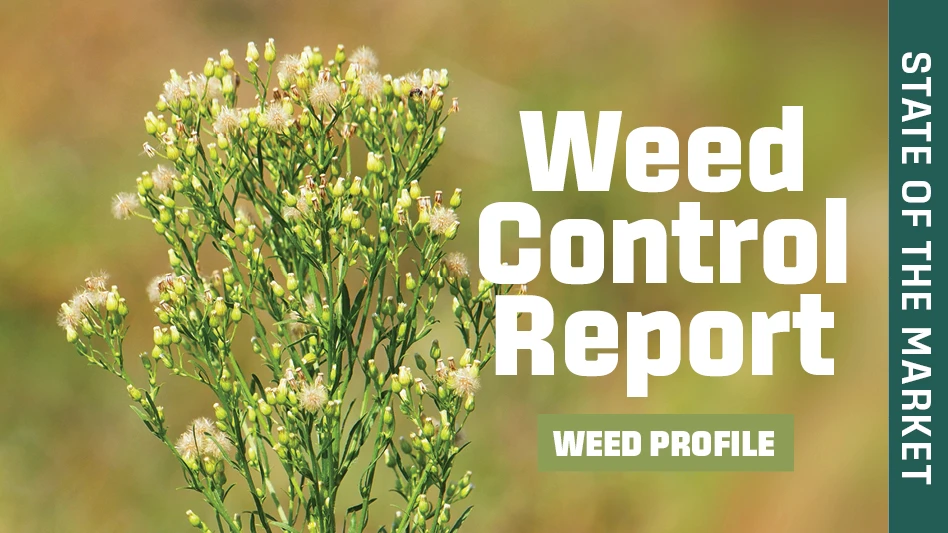 marestail