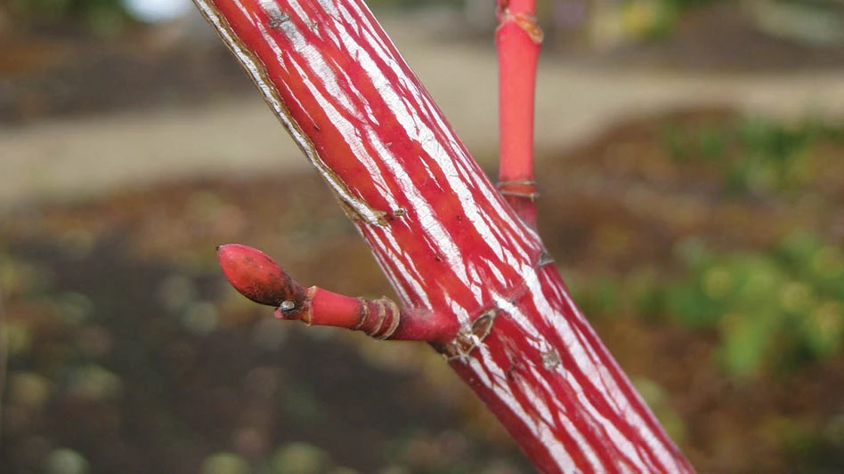 A close up of a bright coral, red plant stem