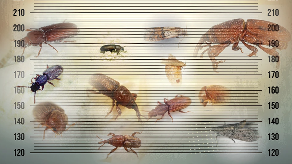 pests