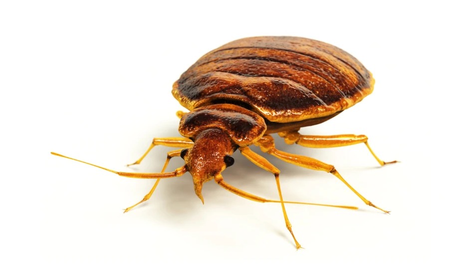 How to Beat Bed Bug Resistance