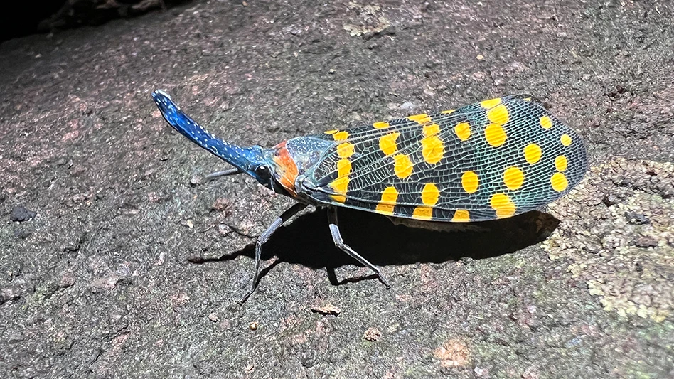 New Species Being Discovered Faster Than Ever, Study Finds