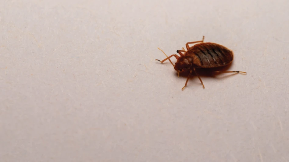 Beyond the Bed Bug Boom