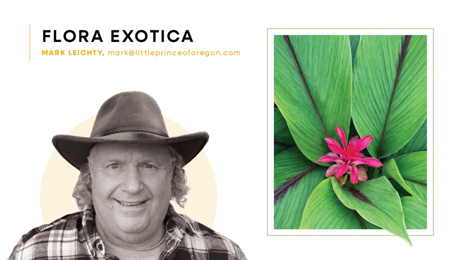 Bright pink flower on green foliage.