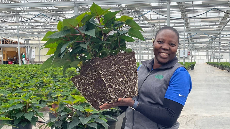 A smiling woman wearing a blue T-shirt, black long-sleeved shirt and gray vest holding up a large green plant with the soil and roots exposed. She's standing in a commercial greenhouse full of other green plants.