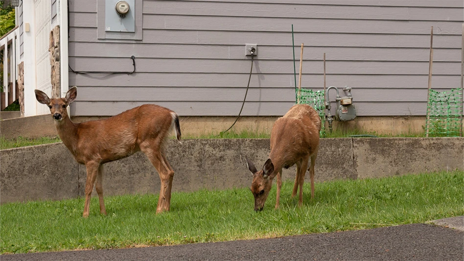 deer