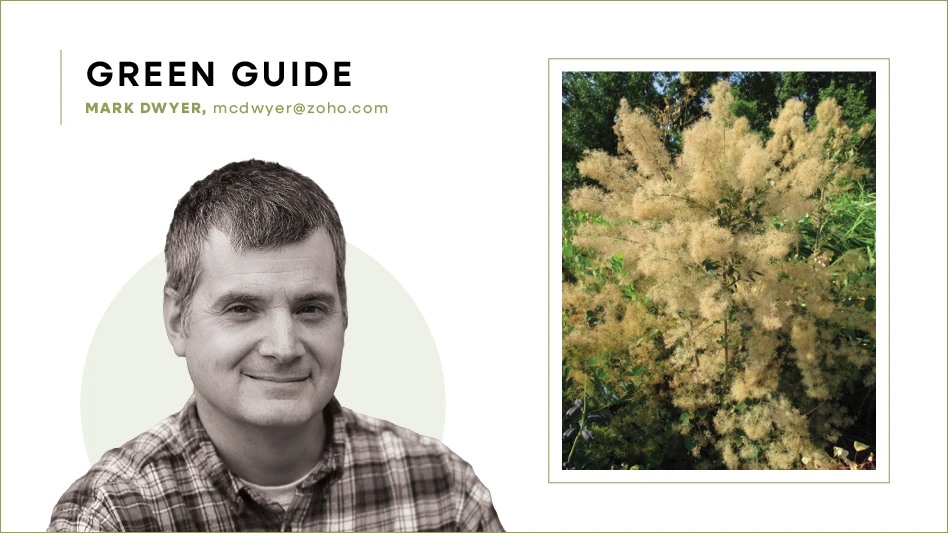 Headshot of Mark Dwyer and a photo of smoketree flowers