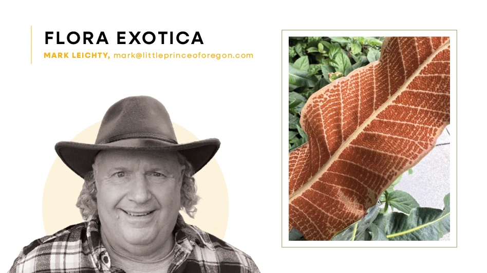 Headshot of man wearing a hat and a photo of a brown plant frond