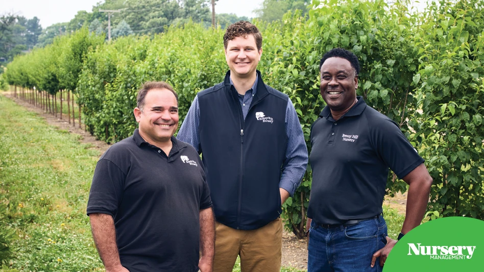 Three guys stand beside a row a trees planted at a wholesale nursery.