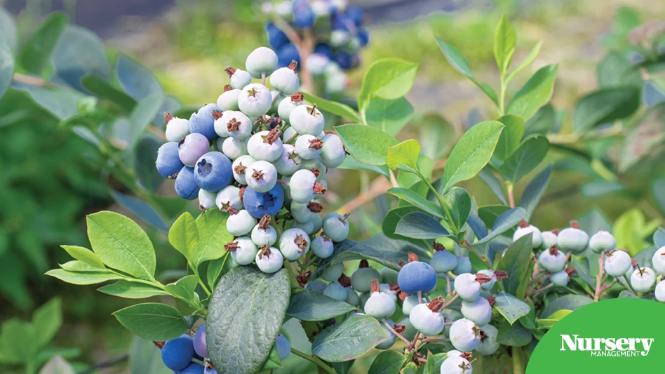 blueberries growing on a bush