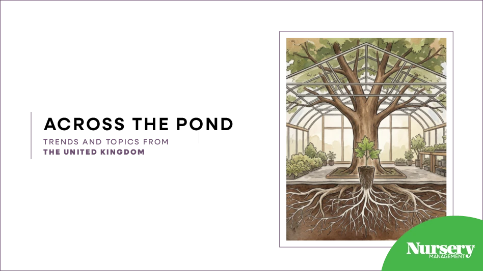 A tree growing inside a greenhouse with long roots.