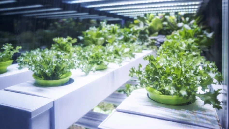 McGill University Study Suggests Green LED Light Can Slow Spoilage in Leafy Greens