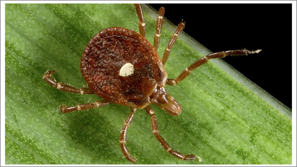 Researchers Confirm New York's First Bourbon Virus Case
