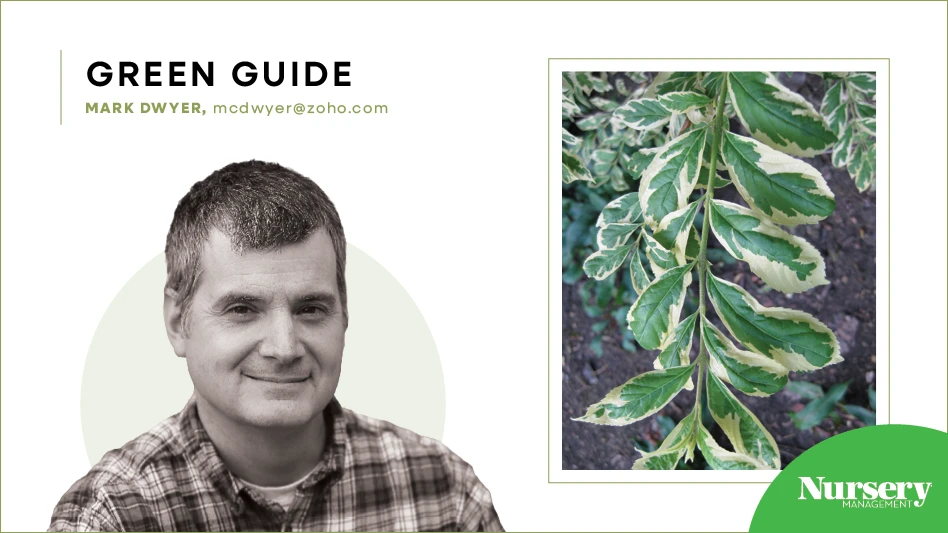 Headshot of a man in a plaid shirt on the left; a plant with green leaves on the right