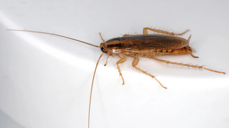 cockroach