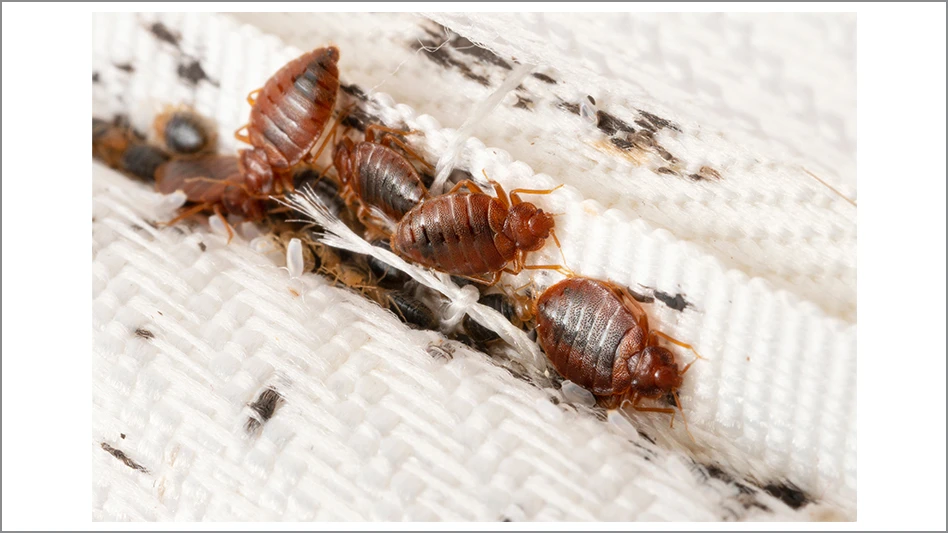 bed bugs