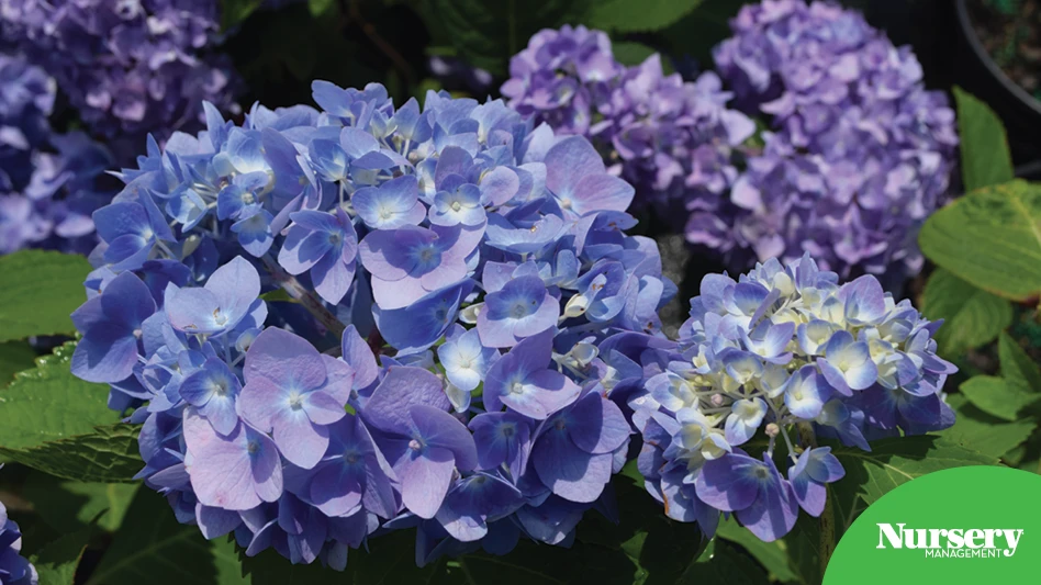A blue hydrangea