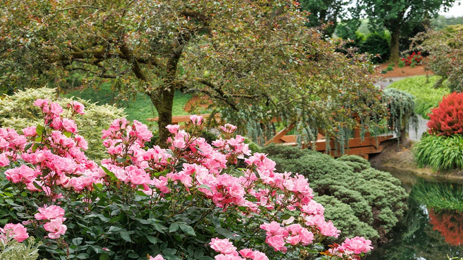 Pink roses in a garden by a river.