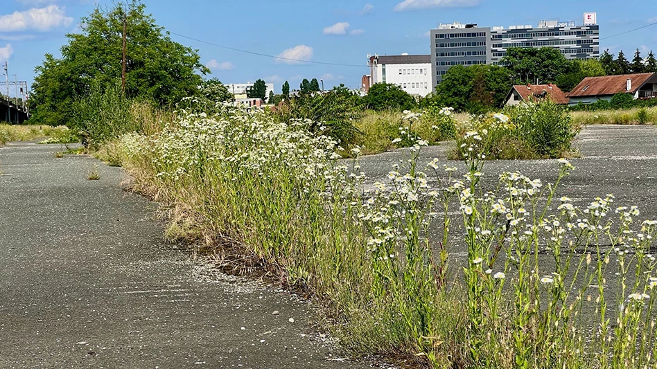 Weeds with small white flowers on long green stems grow out of a crack in black asphalt, with city buildings visible in the background of the photo.