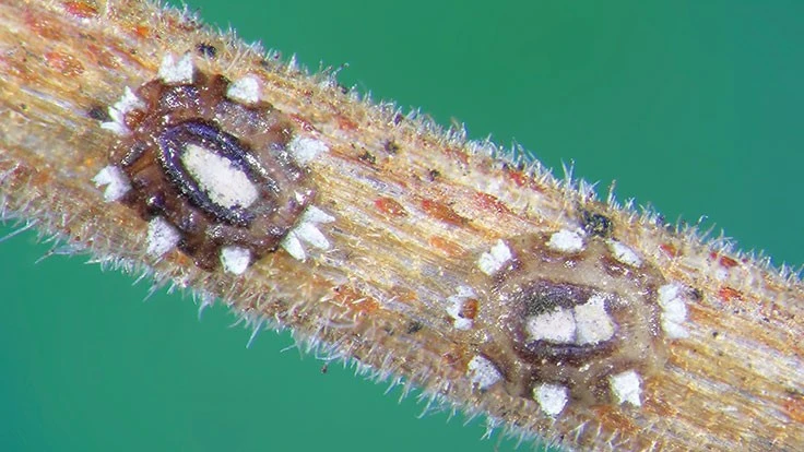 Soft scale