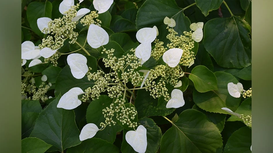 H. hydrangeoides fka Schizophragma hydrangeoides