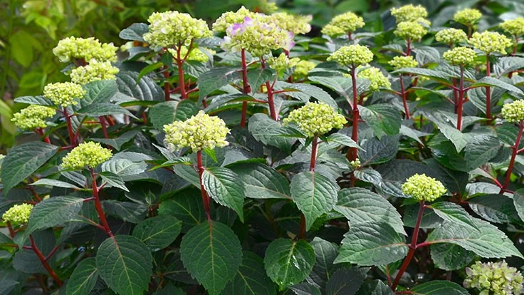 BloomStruck