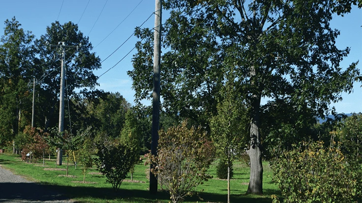 tree