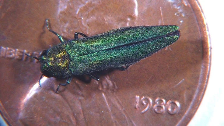 Close up of bug