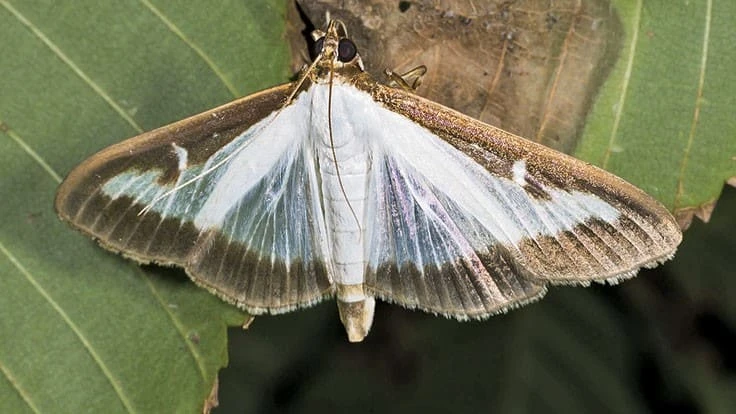 Adult box tree moth