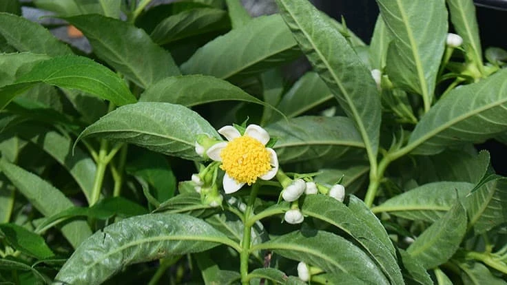 yellow flower