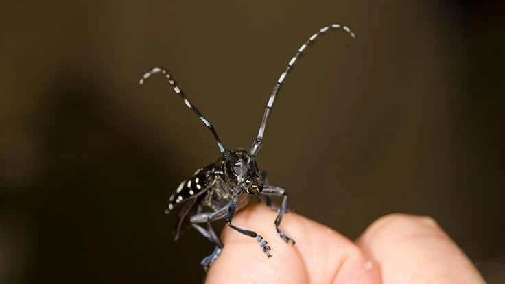 Asian longhorned beetle